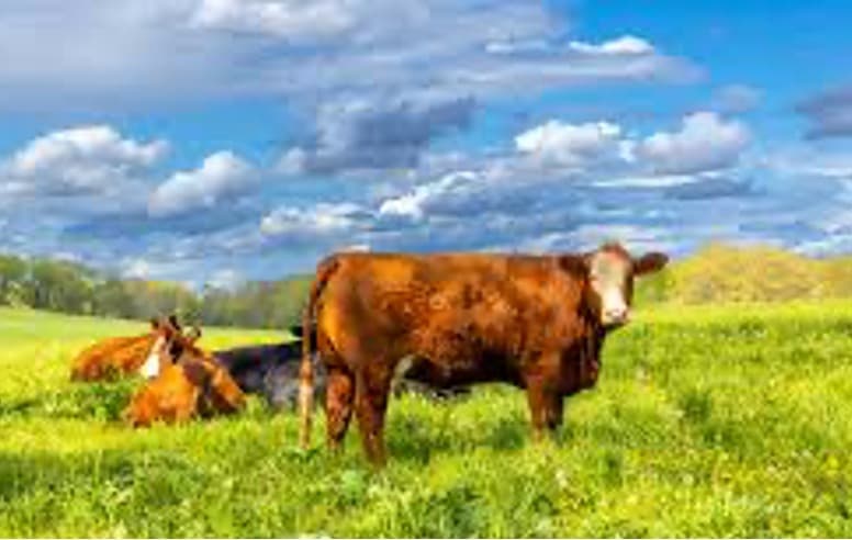 Climate change is coming for your cheese