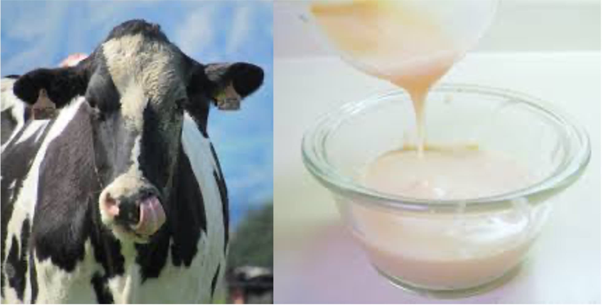 Dairy UP aims to reduce the water content of cow’s milk