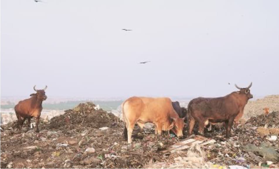 Delhi CM Proposes Bio‑CNG Plants Near Dairy Clusters