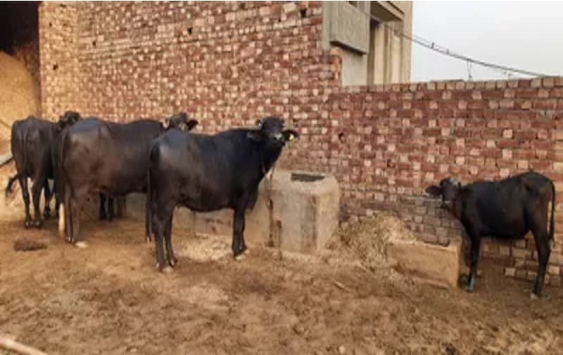 Hotter days, leaner yields: Sirsa’s dairy output dips to new low