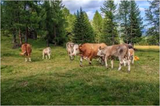 Rabobank Warns: Dairy Boom Faces Headwinds in H2 2025