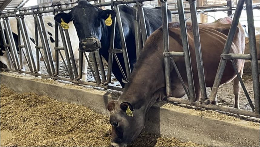 US Milk Surge Signals Mixed Outlook for Global Trade