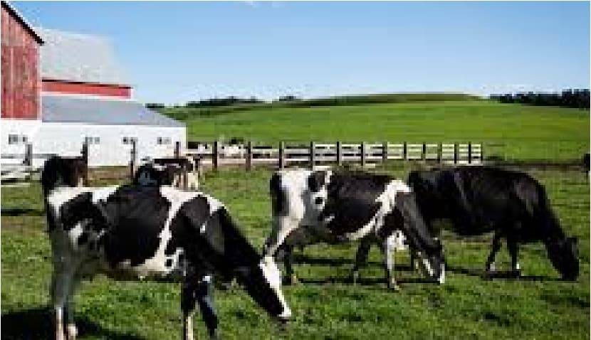 Wisconsin Dairy Farmer Sues USDA Over Bias Allegations