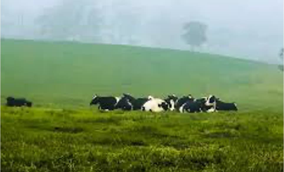 NZ Dairy Farmers Slash Debt as milk price hits $10/kgMS