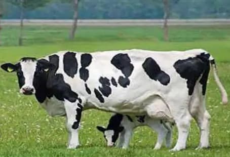 Goa Bets on Frieswal Breed to Revive Dairy Sector