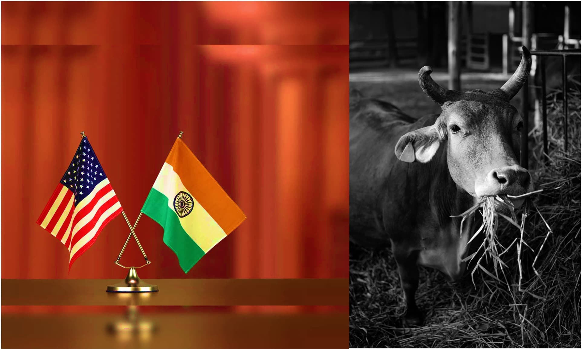 Opening dairy sector in US FTA could cause 1.03 lakh Cr loss