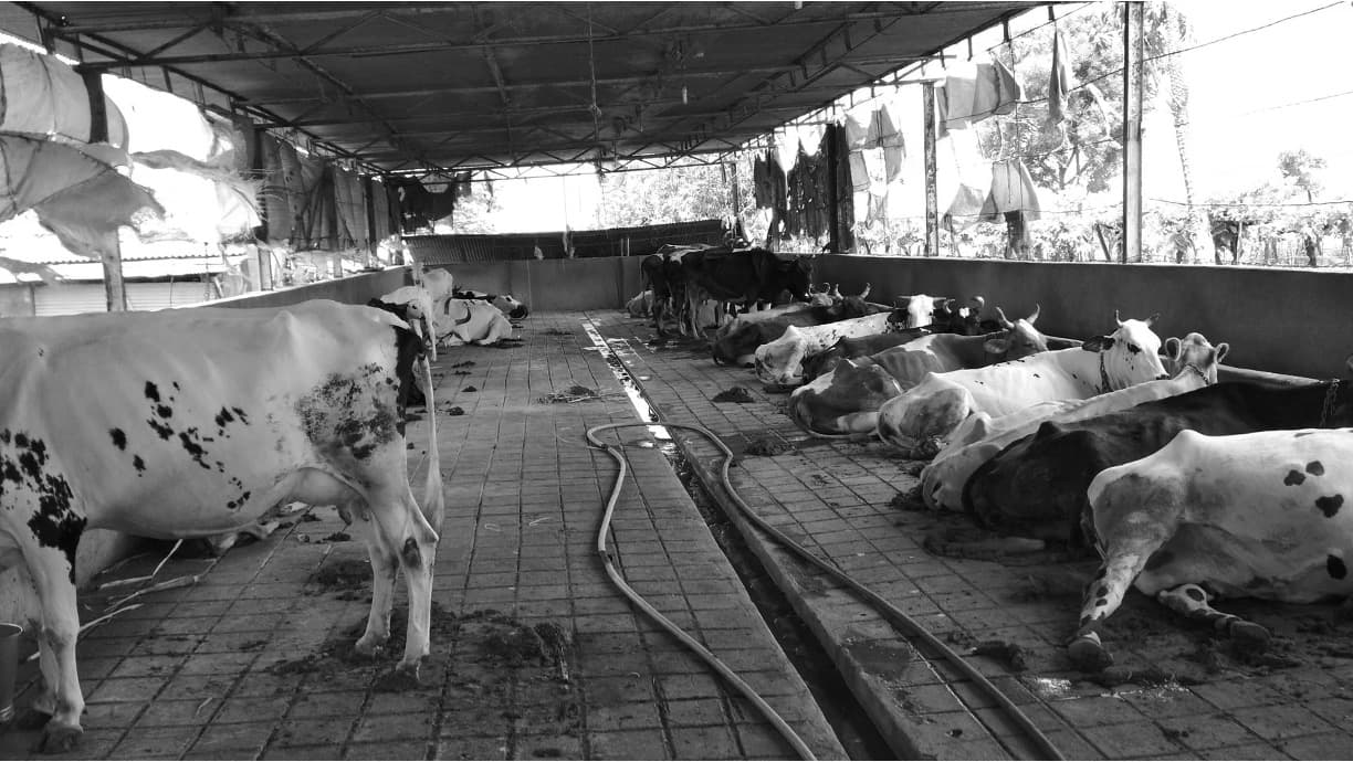 Maharashtra forms panel to uplift dairy sector