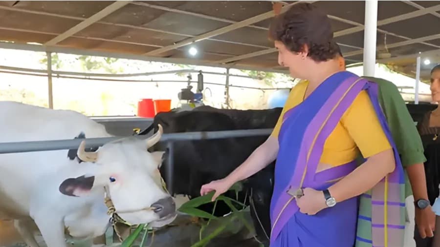 Priyanka Gandhi Meets ‘Alia Bhatt’, cow and Kerala Farmers