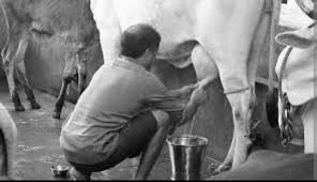 Johor Sets 3 Million-Litre Fresh Milk Target for 2026