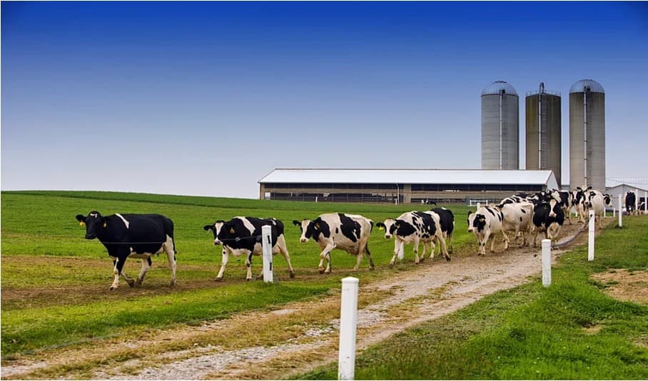 Methane Reduction Crisis: Danish Farmers Halt Bovaer Feed!