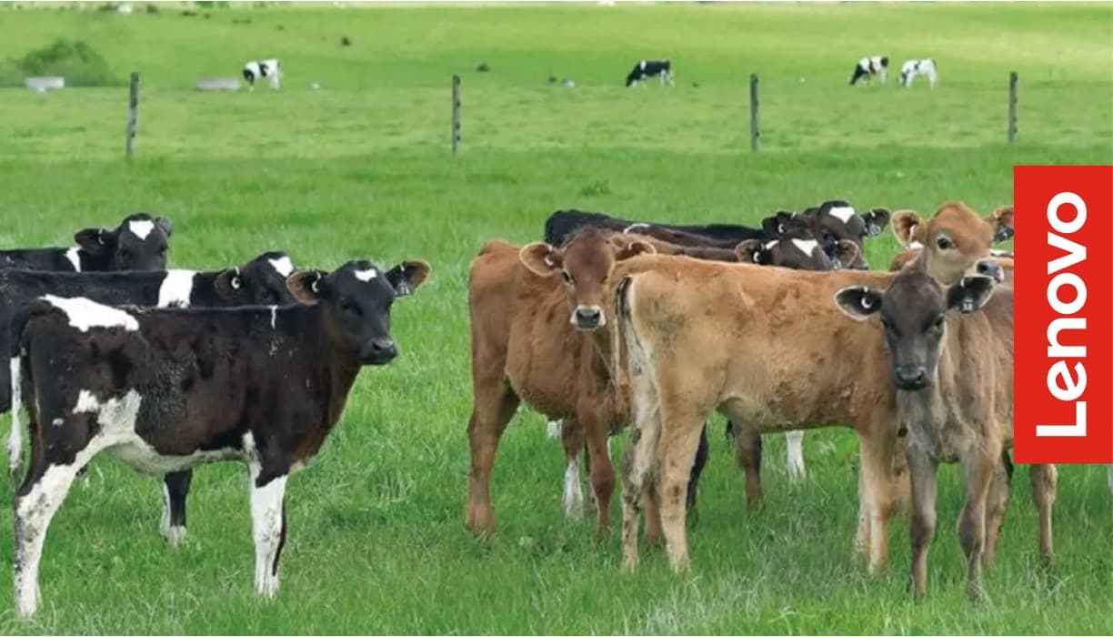 Lenovo Supports Dairy Producer Yili Group in AI Solutions