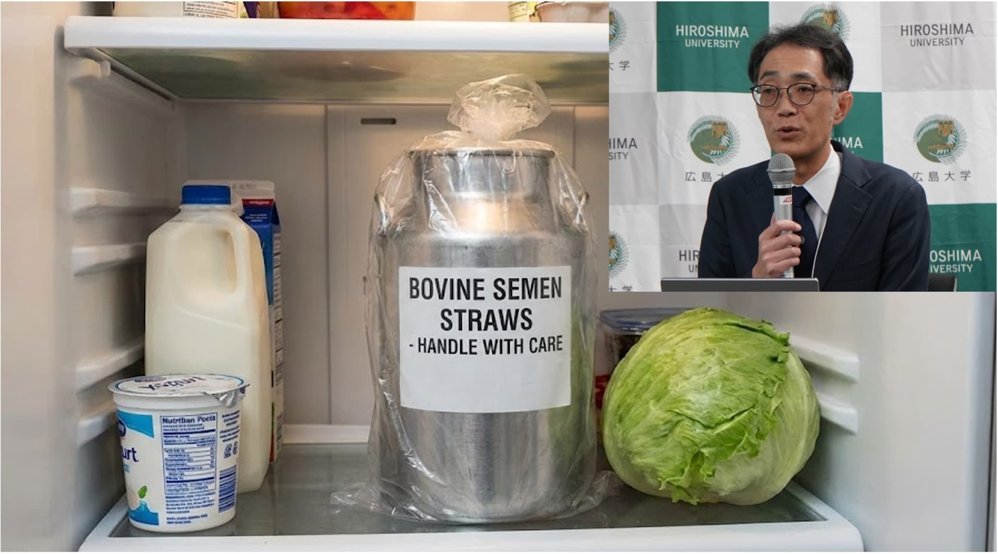 How a fridge could unlock modern dairy cattle breeding