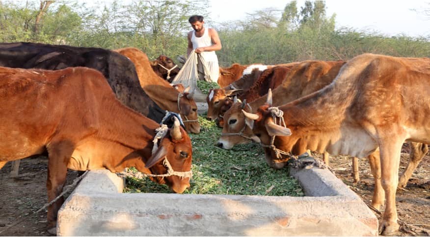 Cattle rearers prioritise manure and draught power over milk