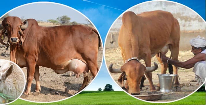 Year end review of Animal Husbandry and Dairy for the year 2025