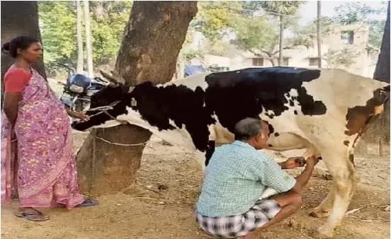 Dairy sector in AP's Chittoor district is set for a big leap