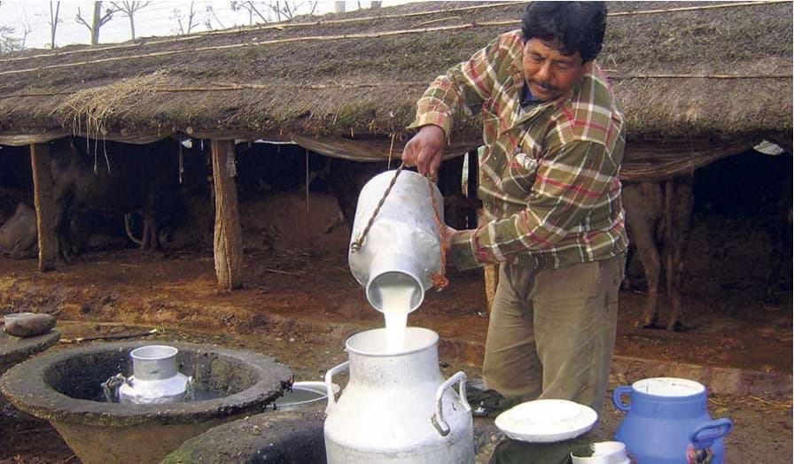 Nepali Dairy Farmers Gain from Rising Milk Prices in India