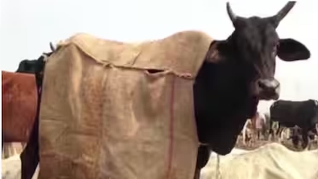 NDRI Issues Winter Advisory to Protect Cattle and Milk Yield