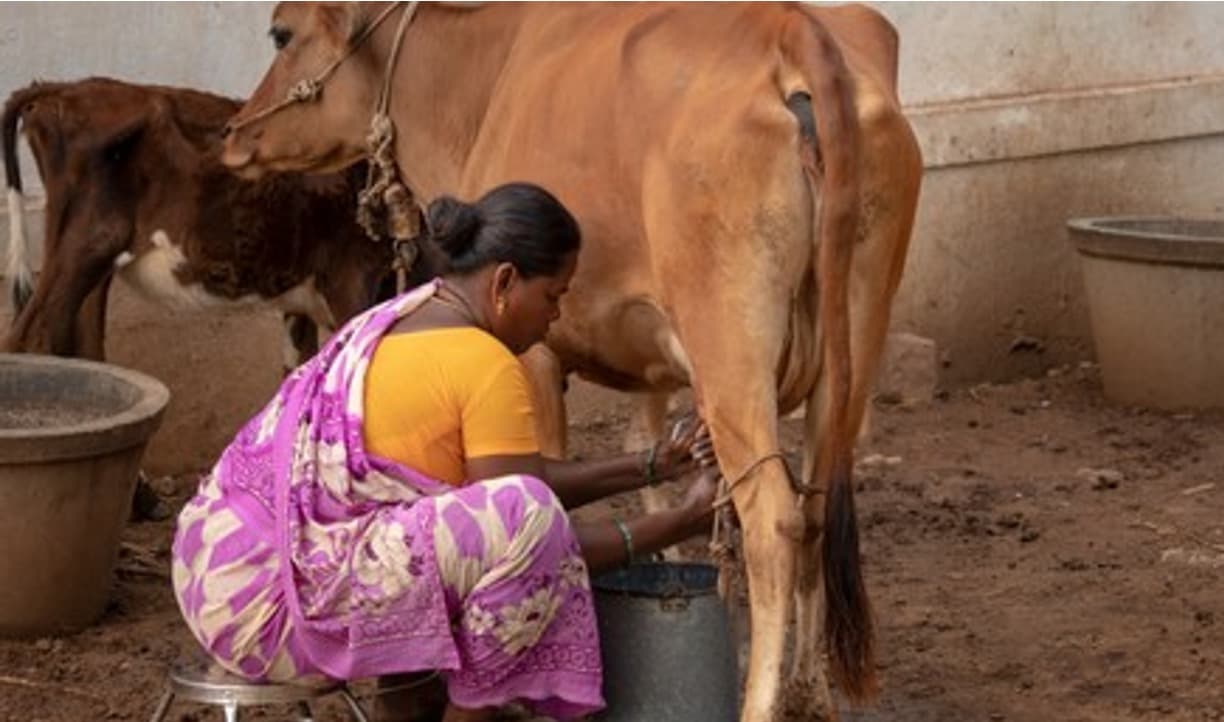 Telangana’s Indira Dairy Scheme Offers Women Earnings up to Rs 40,000/Month