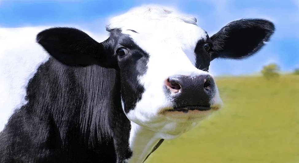 NY Dairy Research Funding Push
