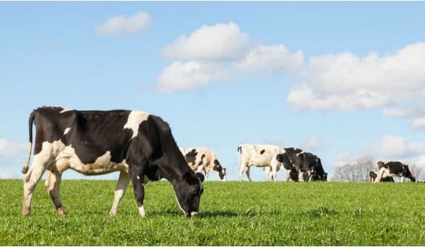 Genetics Boost Cow Longevity, Profitability in Dairy Herds