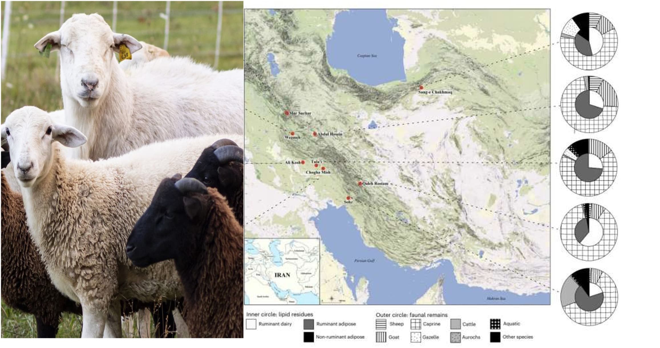 New Evidence of Early Goat & Sheep Dairy in Human History