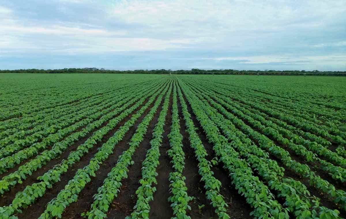 Cheap US Imports: Aid for Dairy, Pain for Soy Farmers