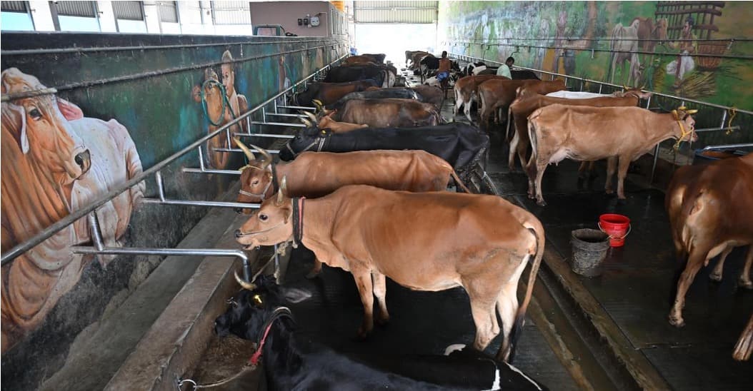Chennai Corporation Cow-Shed Milk Wins Resident Fans