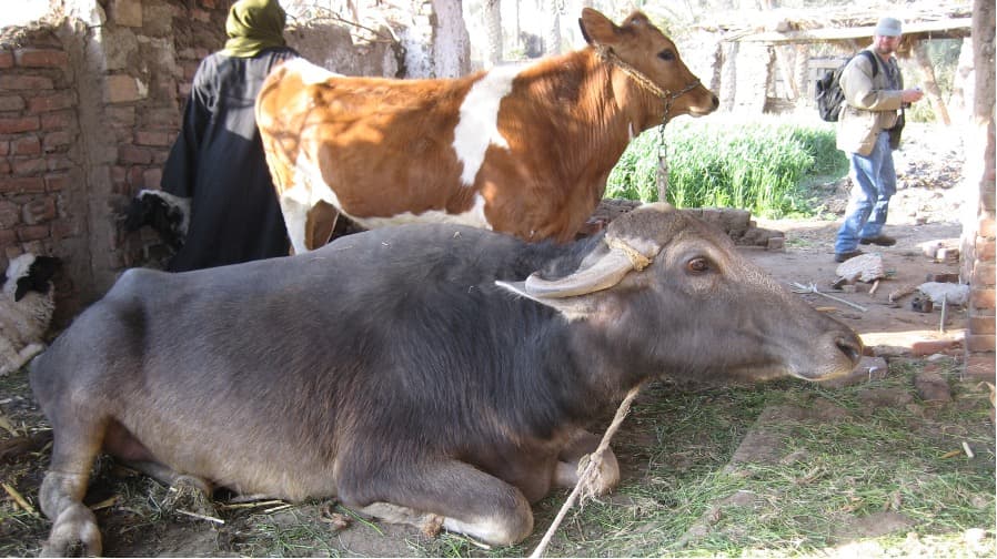 Rajasthan Minister Links Cow Milk to Intelligence