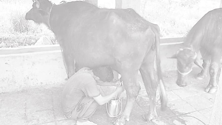 Nepal’s DDC Clears Dairy Dues, Private Processors Report No Pending Payments