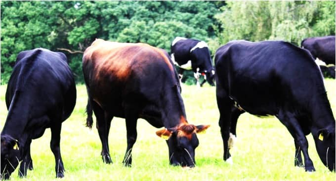 New Genomic Testing Boosts Cross-Bred Dairy Herd Performance