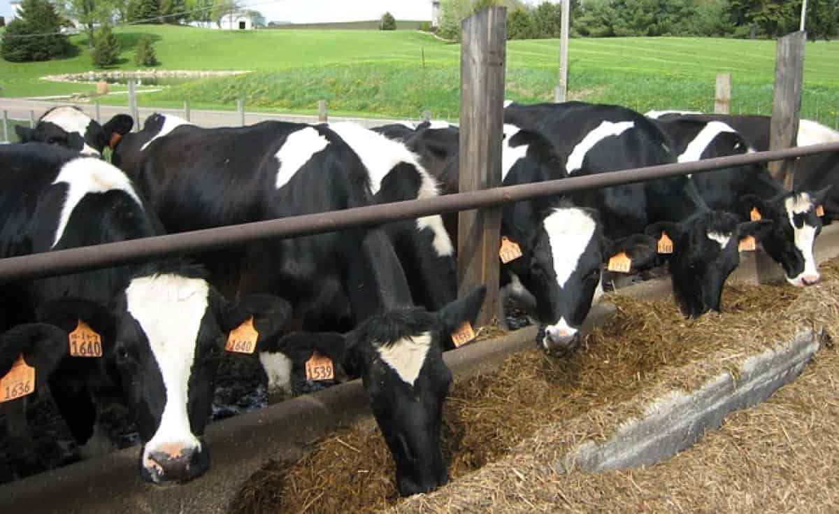 GST Reforms: Boosting Growth and Competitiveness for dairy in AP