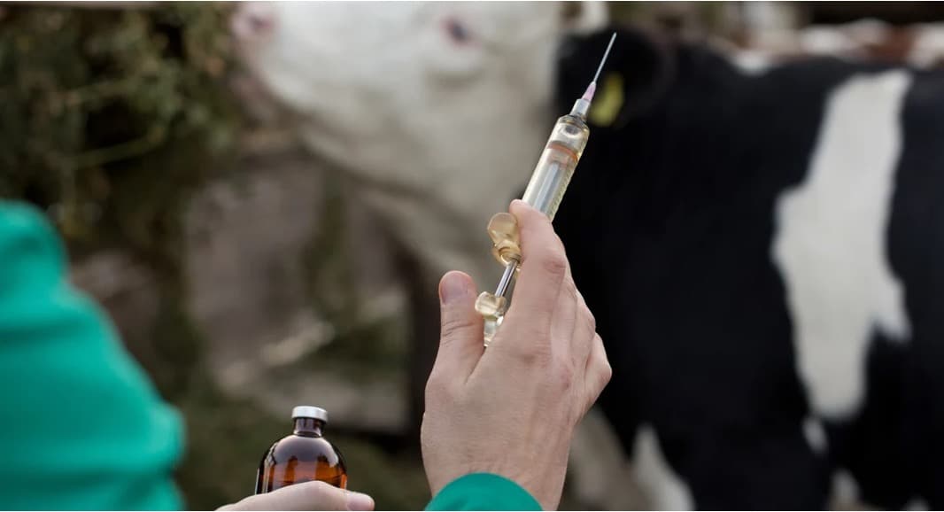 Tackling Methane in Dairy & Beef: Vaccines & Genetics