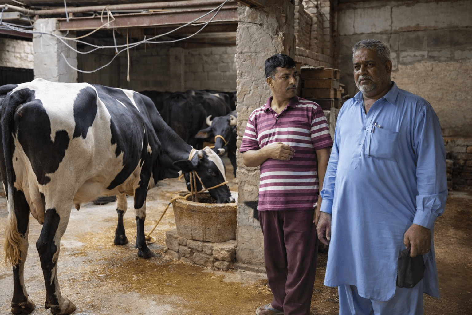 Bihar Gets Boost Under Livestock, Dairy Schemes