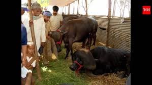 Maharashtra Milk Output Up 64% in 10 Years