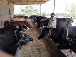 Punjab Farmers Shift from Crops to Dairy