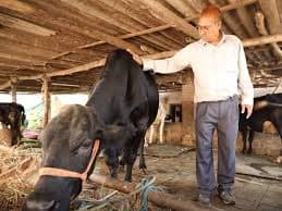 Scientific Breeding Boosts Gujarat Dairy Incomes