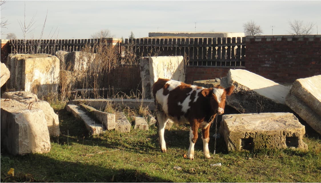 Ukraine Dairy in Deepest Crisis, Producers Urge Rescue Plan