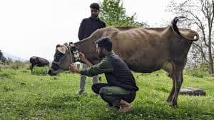 AI Neck Sensors Transform Dairy Farm Management