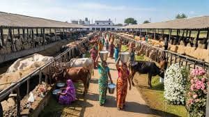 Cooperatives Drive Dairy Growth & Farmer Income