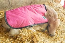 Gestation Metrics Gain Ground Over “Days Carried Calf”