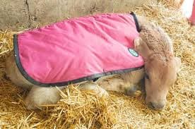 Gestation Metrics Gain Ground Over “Days Carried Calf”