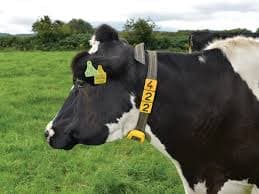 Mega dairy deals reshape New Zealand sector