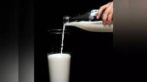 Milk Quality Concerns Shadow India’s Dairy Growth