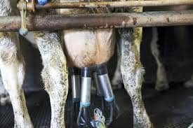 Europe Milk Glut Sparks Price Crash Fears