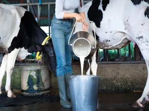Heat Stress Threatens Dairy Milk Quality and Farmer Returns