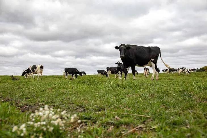 Protein Demand Reshapes Global Dairy Markets