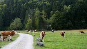 EU Dairy Markets Diverge as Butter Rises, SMP Falls