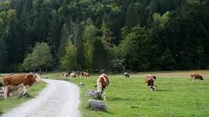 EU Dairy Markets Diverge as Butter Rises, SMP Falls
