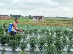 Weak Monsoon Start Raises Kharif Crop Concerns