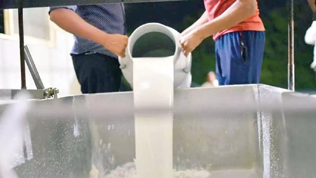 Karnataka Dairy Farmers Spill Milk in Protest